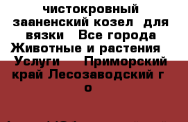 чистокровный зааненский козел  для вязки - Все города Животные и растения » Услуги   . Приморский край,Лесозаводский г. о. 